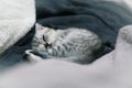 Sleeping cute gray kitten on the bed.Lop-eared Scottish cat Royalty Free Stock Photo