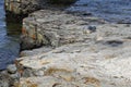 Sleeping cute harbor seal lying on a rocky coastline