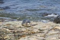 Sleeping cute harbor seal lying on a rocky coastline under the sun