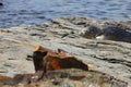 Sleeping cute harbor seal lying on a rocky coastline under the sun