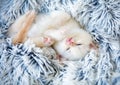 Sleeping cute little color point kitten