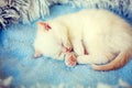 Sleeping cute little white kitten