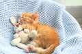 Sleeping cute little kitten with toy on blue blanket