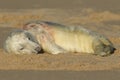 A sleeping newly born Grey Seal Pup, Halichoerus grypus, lying on the beach. Royalty Free Stock Photo