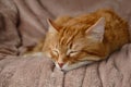 Sleeping cute orange fluffy cat in a home bed. Close-up portrait. Domestic adult senior tabby cat