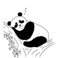 Sleeping cute panda on white background. Vector illustration of sleeping panda on tree. Animal sketch drawn by hand