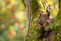 Sleeping cute small lynx cub in a mossy tree with red furits tree in the background Royalty Free Stock Photo