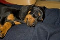 Sleeping Dachshund puppy 8961 Royalty Free Stock Photo