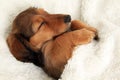 Sleeping dachshund puppy Royalty Free Stock Photo