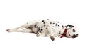 Sleeping dalmatian Royalty Free Stock Photo