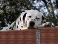 Sleeping Dalmatian Royalty Free Stock Photo