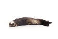 Sleeping dark ferret laying on white background in studio Royalty Free Stock Photo