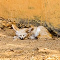 Sleeping Desert Fox Royalty Free Stock Photo