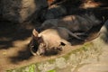 Sleeping Desert Warthog (Phacochoerus aethiopicus) Royalty Free Stock Photo