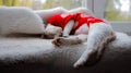 A sleeping Devon Rex kitten is curled up and wearing red clothes on a windowsill, stretching its paws while resting Royalty Free Stock Photo