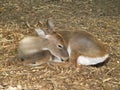 Sleeping Doe Royalty Free Stock Photo