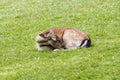 Sleeping doe Royalty Free Stock Photo