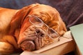 Sleeping dog Royalty Free Stock Photo