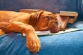 Sleeping Dog Royalty Free Stock Photo