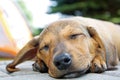 Sleeping dog Royalty Free Stock Photo