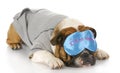 Sleeping dog Royalty Free Stock Photo