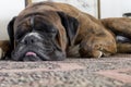 Sleeping dog Royalty Free Stock Photo