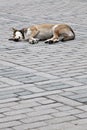 Sleeping dog Royalty Free Stock Photo