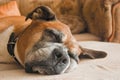Sleeping dog Royalty Free Stock Photo