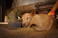 Sleeping dog in bamboo house on Inle lake in Burma, Asia