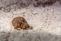 Sleeping dog at beach, slightly cloudy and windy evening at Phu Quoc Island, Vietnam Royalty Free Stock Photo