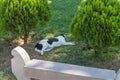 Sleeping dog behind a stone bench in the park. Royalty Free Stock Photo