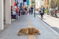 Sleeping dog. Brown abandoned animal sleeps in the middle of sidewalk