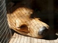 Sleeping dog in cage Royalty Free Stock Photo