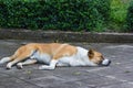 Sleeping Dog on cement floor Royalty Free Stock Photo