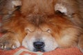 Sleeping dog chow-chow redheaded