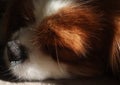 Sleeping Dog Closeup with Black Nose Royalty Free Stock Photo