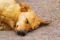 Sleeping dog Royalty Free Stock Photo