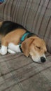 Sleeping Dog on a couch Royalty Free Stock Photo