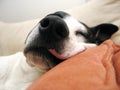 Sleeping Dog Couch Royalty Free Stock Photo