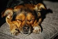 Sleeping dog on a couch Royalty Free Stock Photo