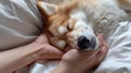 Sleeping dog cuddled in a knit blanket with a human hand petting it