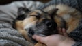 Sleeping dog cuddled in a knit blanket with a human hand petting it