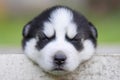 Sleeping dog. Cute portrait of sleepy husky puppy. Small husky puppy Royalty Free Stock Photo