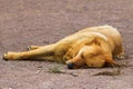 Sleeping dog Royalty Free Stock Photo