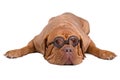 Sleeping dog with dioptre glasses Royalty Free Stock Photo