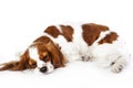 Sleeping dog. Dog sleeping in studio. White background. cavalier king charles spaniel sleep.