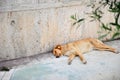 Sleeping Dog With Ear Tag in Albania Royalty Free Stock Photo