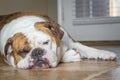 Sleeping dog Royalty Free Stock Photo