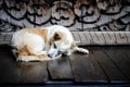 Sleeping dog in front of Thai wooden sculpture