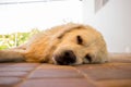 Sleeping dog. Golden Retriver. Hot Summer.